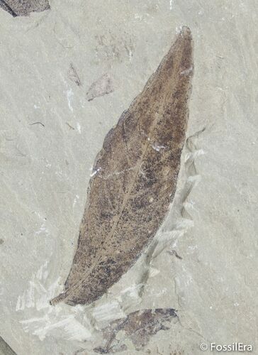 Fossil Willow Leaf From Green River Formation #3104